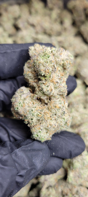 Mule Fuel Exotic Indoor THCA Flower Indica